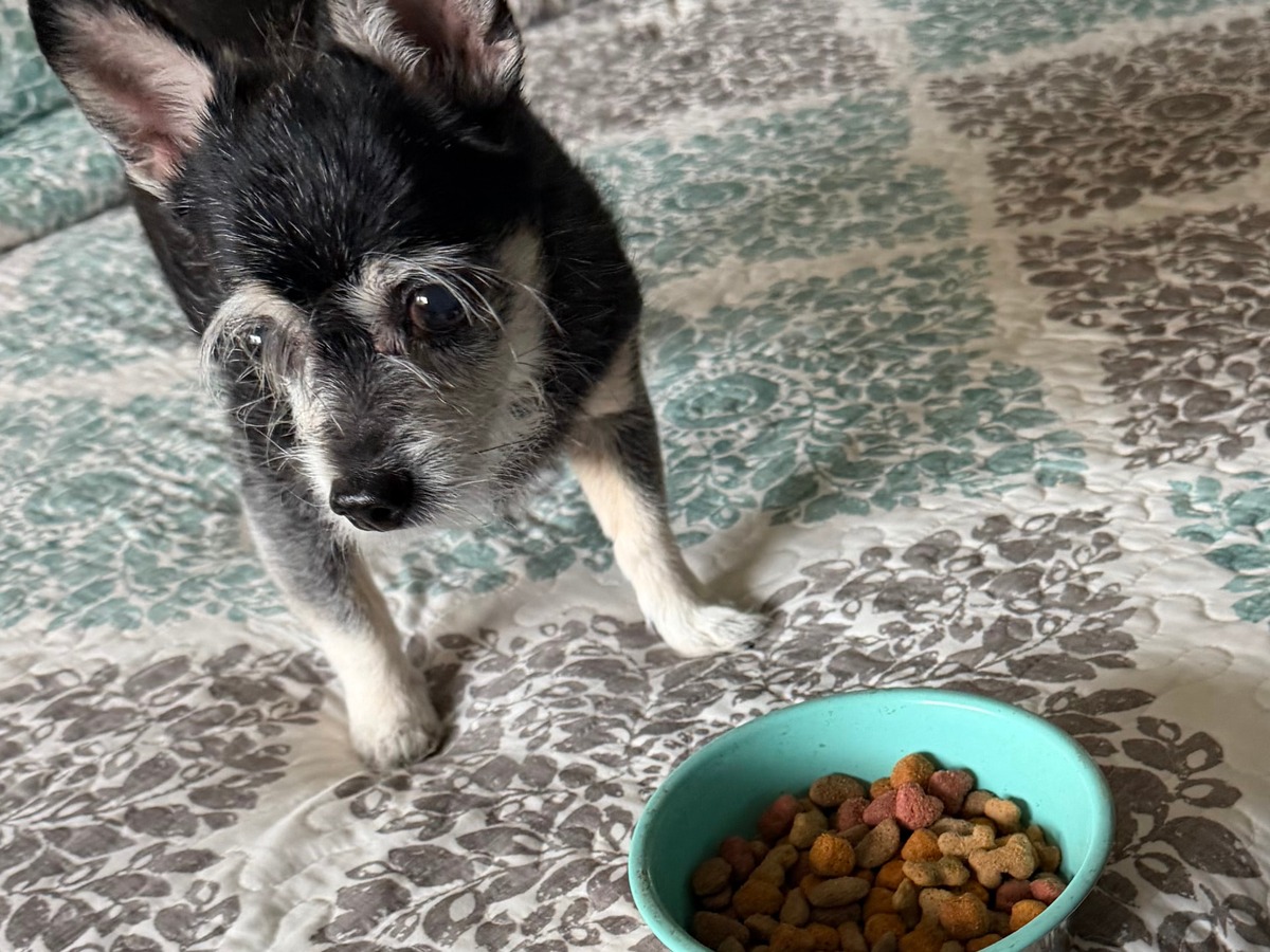 Mealtime Setup for Senior Small Dogs